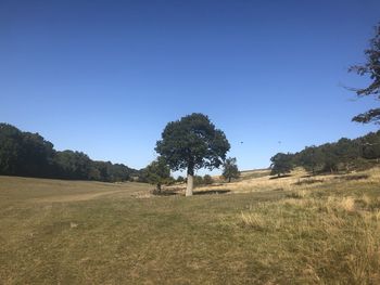 Trees on field against clear blue sky