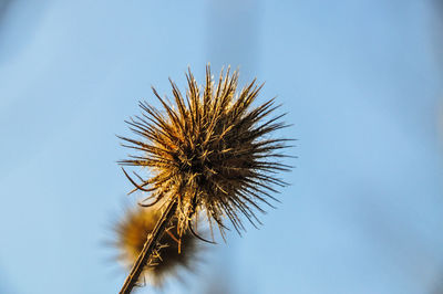 Low angle view of flower tree against sky