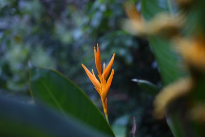 Orange flower blooming outdoors