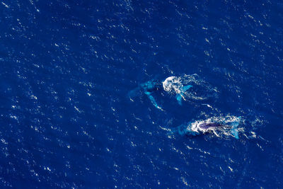 High angle view of fireworks swimming in sea