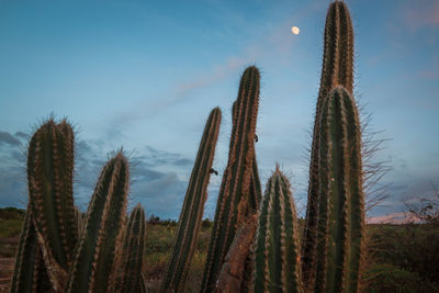 Low angle view of cactus plants on field against sky