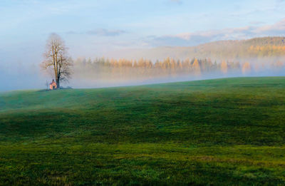 Scenic view of field against sky