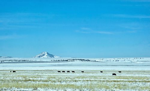 Cattle on isolated field in winter