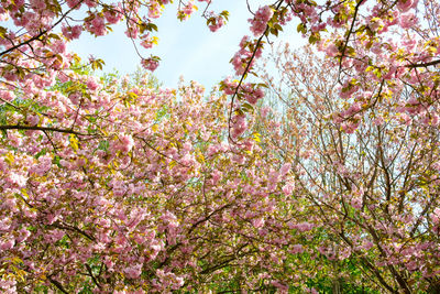 Low angle view of pink flowering tree