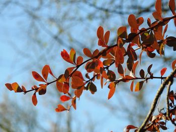 Low angle view of tree against sky