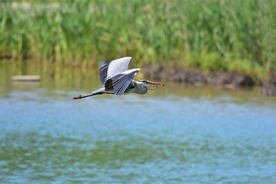 View of a gray heron flying over lake