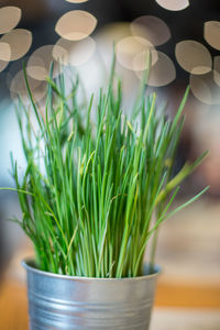 Close-up of potted plant on table