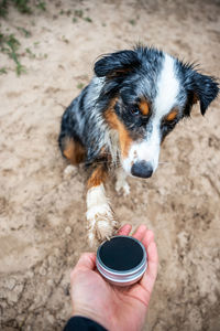 Close-up of dog