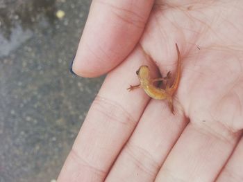 Close-up of hand holding small insect