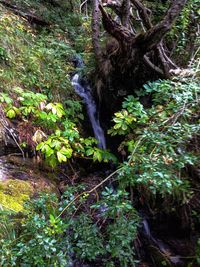 Trees growing in forest