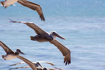 Pelikan flying over sea