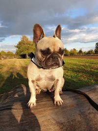 Portrait of a dog sitting on plant against sky