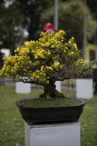 Close-up of potted plant in yard