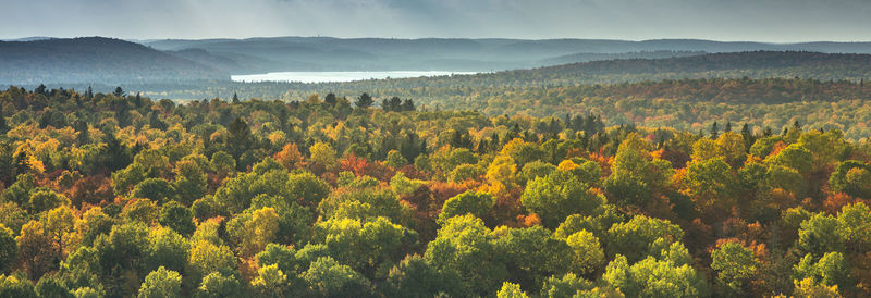 Scenic view of forest against sky