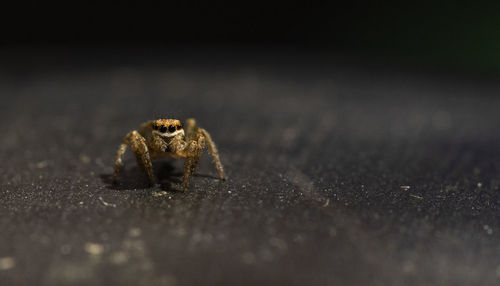 Close-up of spider on table