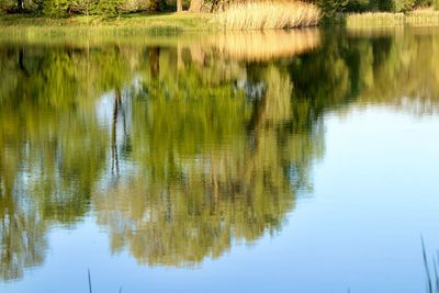 Reflection of trees in lake