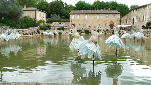 Flock of birds in lake against building