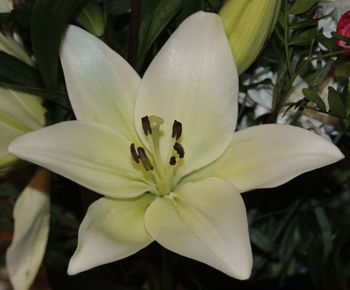 Close-up of day lily blooming outdoors