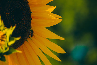 Close-up of yellow butterfly on sunflower