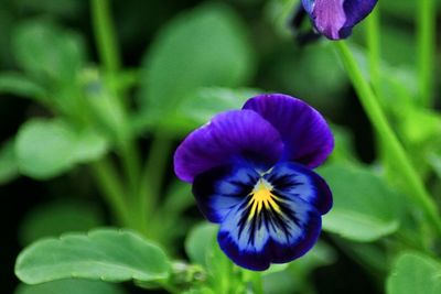 Close-up of purple flower