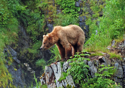 This picture is taken on kodiak island of a grizzly bear watching the habitat near fraser lake