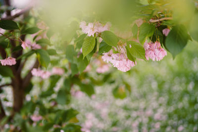 Close-up of white flowering plant