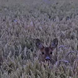 Portrait of squirrel on field