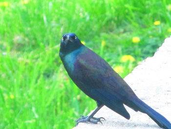 Close-up of bird perching on grass
