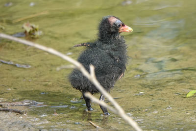 Close-up of a bird in a water