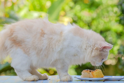 Close-up of cat eating food