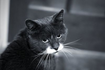 Close-up of cat looking away