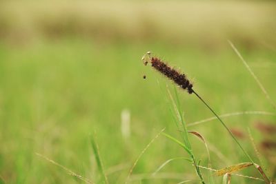 Close-up of insect on grass