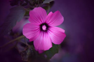 Close-up of pink flower