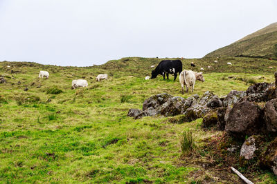 Cows  grazing in a field