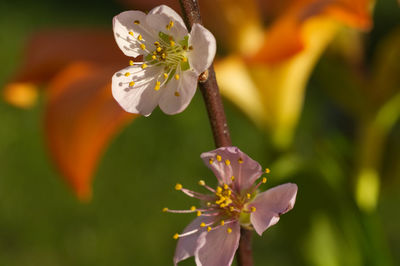 Close-up of cherry blossom