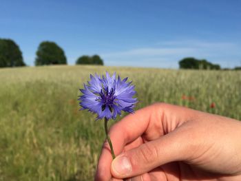 Cropped hand holding flower in field
