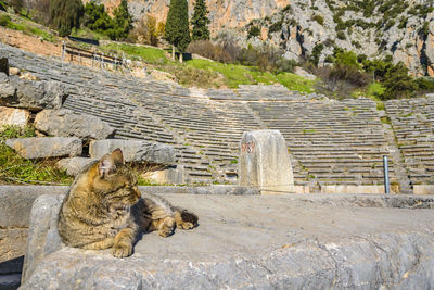 Close-up of cat