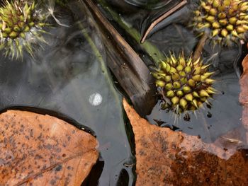 High angle view of fruits on plant