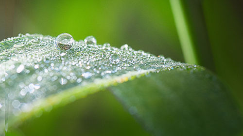 Early morning beads of dew on a leaf