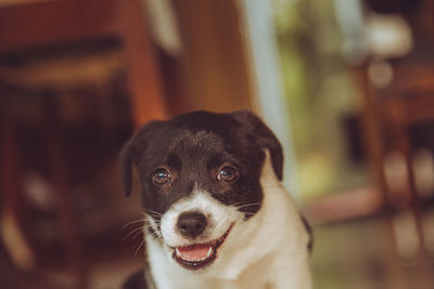 Happy young puppy chasing toys