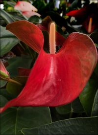 Close-up of red flower blooming outdoors