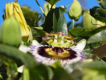 Close-up of flower growing outdoors