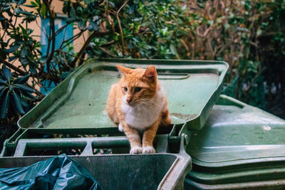 Portrait of a cat sitting outdoors