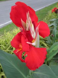 Close-up of day lily blooming outdoors