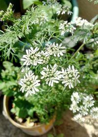 Close-up of white flowers