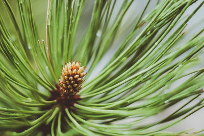 Close-up of pine cone on plant