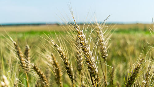 Close-up of plants growing on field