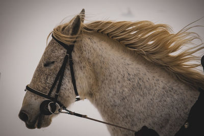 Close-up of horse