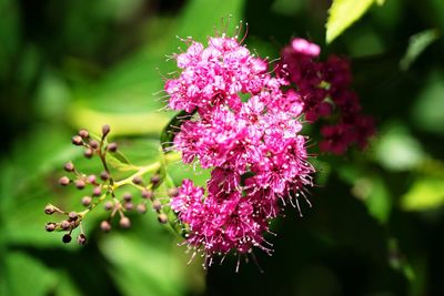 Close-up of pink flowers