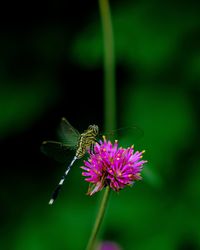 Close-up of butterfly pollinating on purple flower